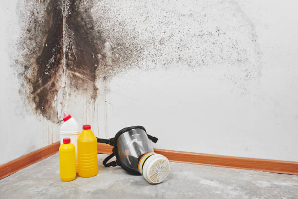 Best Mold Removal Company Near Me  in Brookhaven, MS