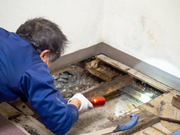 Best Attic Mold Removal  in Brookhaven, MS