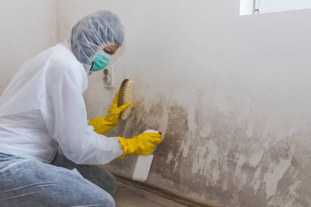 Office Mold Removal Services in Brookhaven, MS