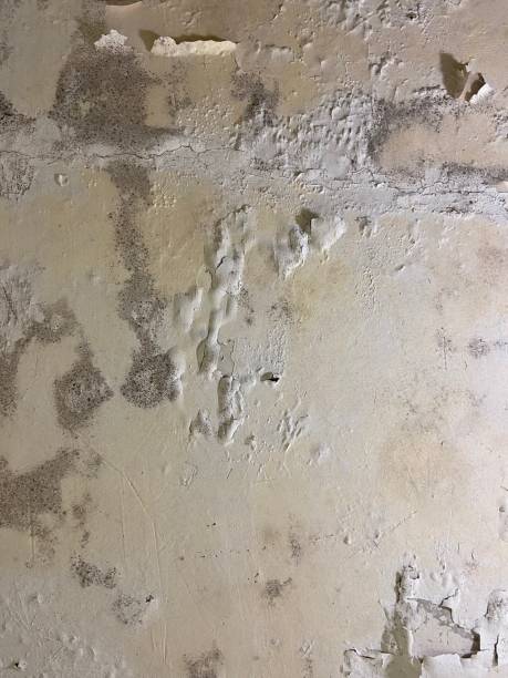 Best Emergency Mold Removal  in Brookhaven, MS