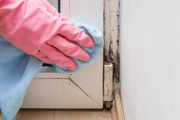 Best Toxic Mold Removal  in Brookhaven, MS