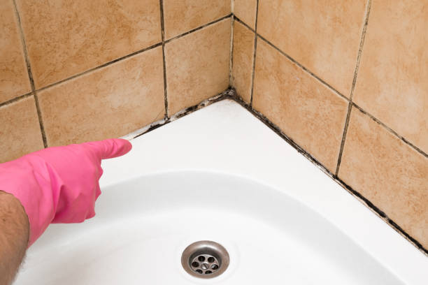 Best Professional Mold Removal  in Brookhaven, MS